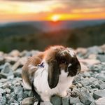 Ted Bunny 🍓 - @tedbunny_travels - Instagram