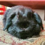 Ted - @ted.bunny_ - Instagram