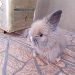 Ted - @ted_bunny_ - Instagram