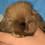 Ted the bunny - @ted._.bunny - Instagram