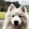 Louise Snowie - @ted_in_burgh - TikTok