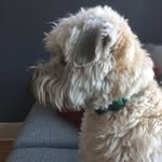 Teddy "The Bear" Burkhart - @tedbearburks - Instagram
