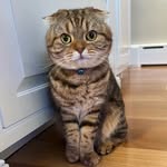 Ted Burnham - @scottishfoldnamedted - Instagram