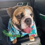 Teddy Burnham - @teddy_the_d0g - Instagram