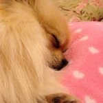 Ted Burt - @tedthepommy - Instagram