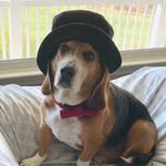 Ted 🐾🐶 - @ted.butler46 - Instagram