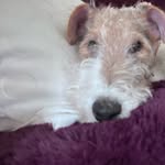 Ted Nordic Butler - @ted3tails - Instagram