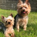 Teddy and Buttons - @tedsandbutts - Instagram