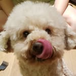 Teddy Buttsy Earnest Eng 屁屁 - @teddybuttsy - Instagram