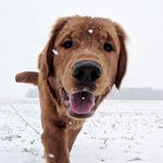 Teddy Bear Callahan - @teddybearcallahan - Instagram