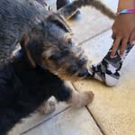 Teddy - @teddy_calvert - Instagram