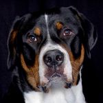 Teddy Walker Canfield - @teddytheswissybear - Instagram