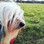 Teddy bear - @teddycarlisle49 - Instagram