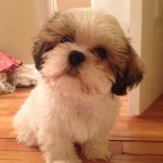 Carlton The Teddy Bear - @carlton_the_teddybear - Instagram