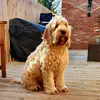 Ted carson - @sir_ted_carson - TikTok