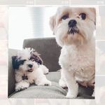 TC jr. & TC jr. jr. - @teddyandtillycartwright - Instagram
