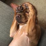 Cash the Pitador & Ted E. Bear - @cashandtedbear - Instagram