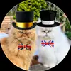 🇬🇧 Teddie & Casper 🇬🇧 - @teddiieandcasper - TikTok