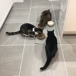 Ted_Tess_Casper - @hailekitties - Instagram