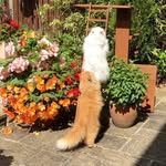 Teddy & Casper - @jeffersonville1094 - Instagram