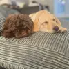 teddy & casper - @teddyandcasperr - TikTok