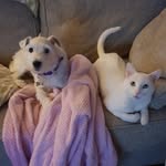 Teddy and Casper - @teddyandcasper - Instagram