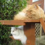 Teddy and Casper - @temperature4828 - Instagram
