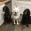 user1003863827270 - @casper.rosie.and.ted - TikTok