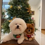 Windy & Casper & Teddy ᵔᴥᵔ - @windycasperteddyy - Instagram