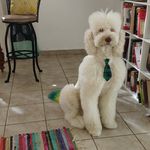Ted Castillo - @ted_goldendoodlepr - Instagram
