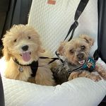 Kobe & Teddy - @kobeandteddycavanaugh - Instagram