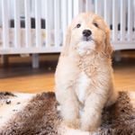 Teddy B. - @teddybearcavanaugh - Instagram