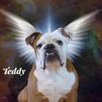 Ted Chambers - @bigbabyted - Instagram