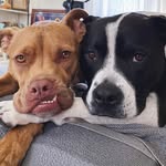 Chance & Teddy - @chance.and.teddy - Instagram