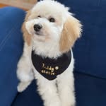 Teddy - @teddy_is_chance - Instagram