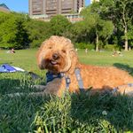 Teddy Chapin - @teddynycdoodle - Instagram