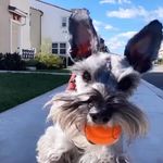 Ted Chavez - @ted.d.schnauzer - Instagram