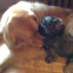 Teddy & Clancy - @teddyandclancy - Instagram