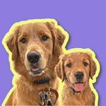 Ted + Winnie Clouse | Golden Retrievers - @theclousehold - Instagram