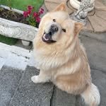 Ted Conway 🥔 🐾 - @tedthechowadventures - Instagram