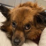 Teddy Corcoran🐶 - @tedd_ster21 - Instagram