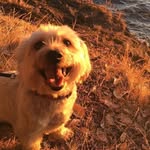 Ted Crabtree - @a_mutt_named_ted - Instagram