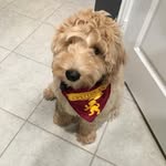 Teddy Craddock - @teddyourlabradoodle - Instagram