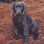 Theodore Roosevelt Crouch - @teddybear_thechocolatelab - Instagram