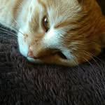 Ted DeVries - @elvis_cat7 - Instagram