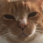 Lord Teddy - @teddydickey - Instagram