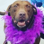Teddy the Dog - @teddy.dietz - Instagram