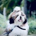 The Teddie❤ - @teddie_tzu_ - Instagram