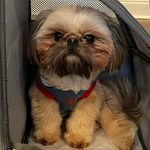 Theodore. But you can call me Teddie 🐻 - @teddietzu - Instagram
