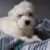 Ted Duff - @ted.duff - TikTok